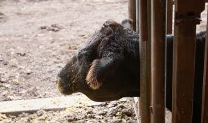 ‘Heartland Veterinerleri: Bir Aile Hikayesi’,   23 Mart Pazartesi 21.00’de   National Geographic WILD Ekranlarında İzleyicilerle Buluşuyor!