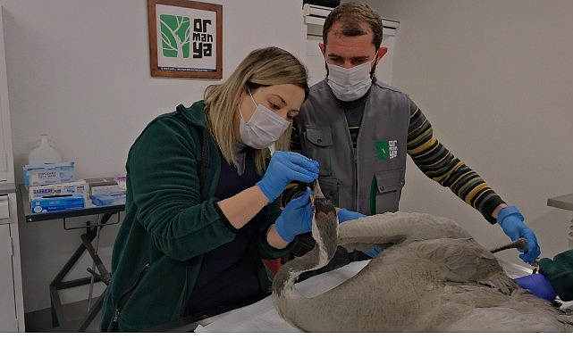Yaralı Turna, Ormanya’da yaşama tutundu